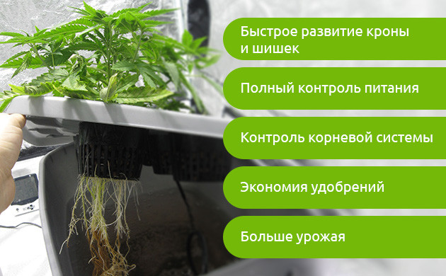 Преимущества гидропоники Список плюсов выращивания в гидропонике