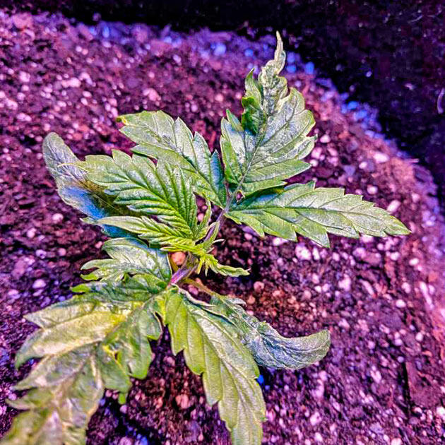 Ранняя вега марихуаны Конопля Jack Herer в фазе активного роста