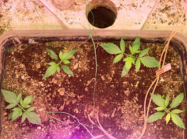 Развитие кустов на 2 неделе выращивания Кусты конопли ростом 10 см