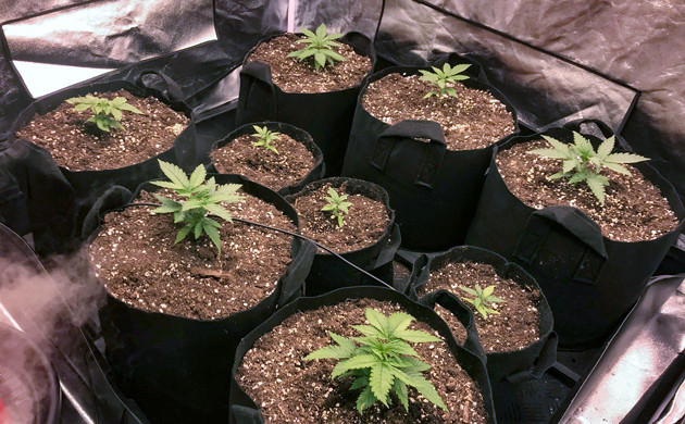 Пересадка в тканевые горшки Большие и маленькие горшки кустов