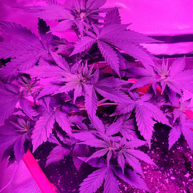 Предцвет конопли LST-подгиб куста