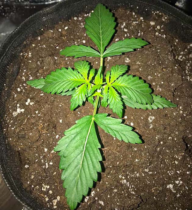 Третья неделя вегетации Формирование третьей пары листьев