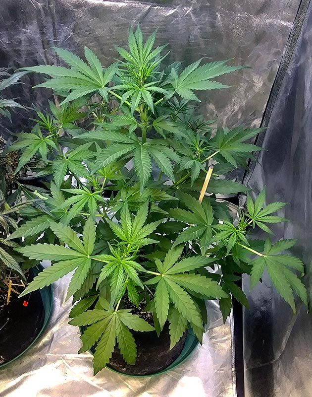 Предцвет конопли на 4 неделе роста Куст высотой 50 см