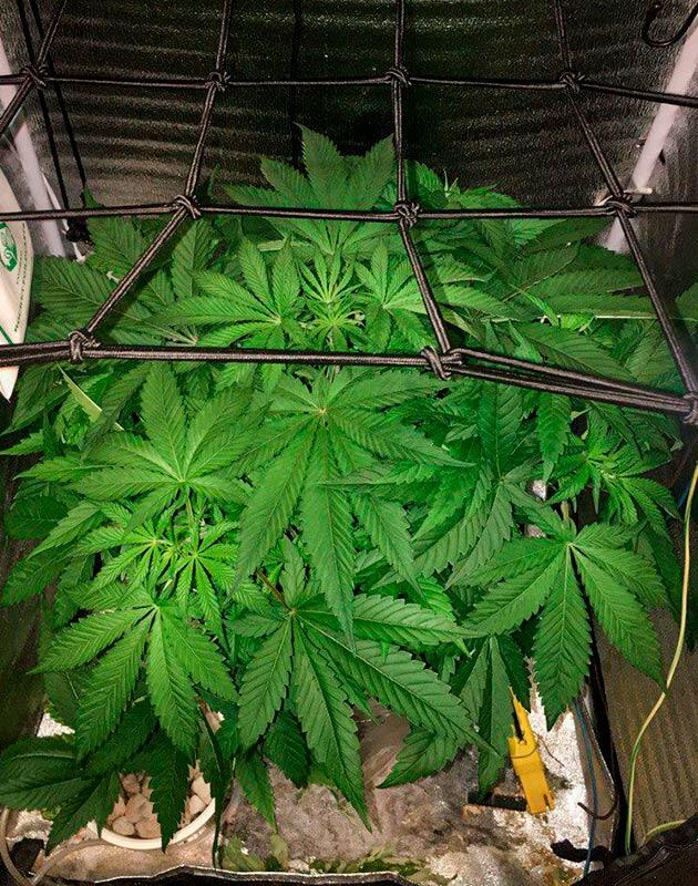 Перевод конопли на цветение Куст каннабисам ростом 50 см