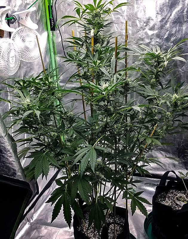 Смена освещения в гроубоксе Растение высотой 111 см