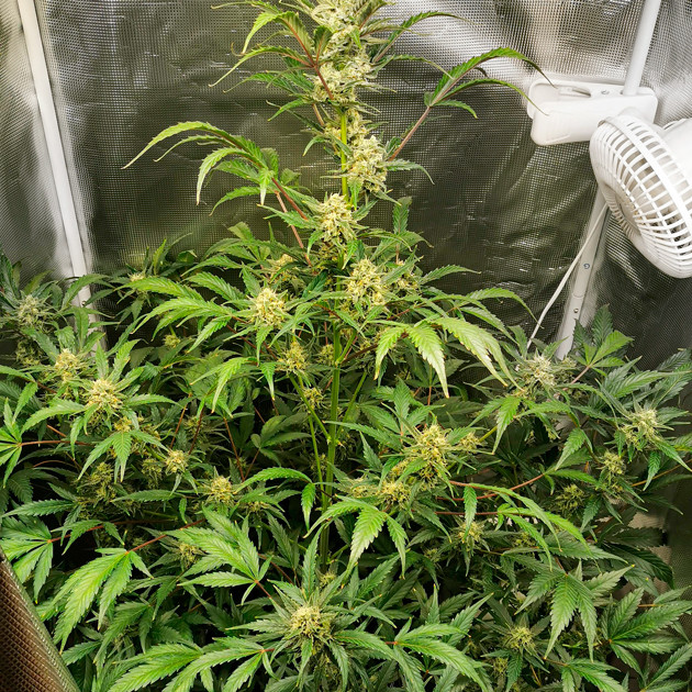 Проблемы с нехваткой фосфора Дефицит фосфора на 9 неделе