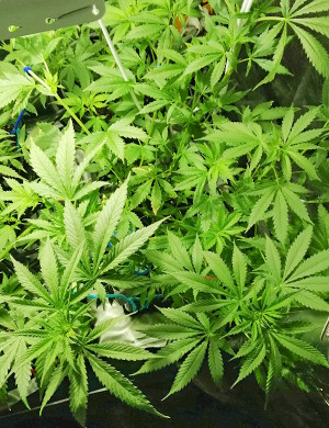 Предцвет конопли на 8 неделе Куст ростом 90 см