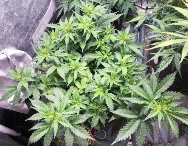 Пролив чистой водой и pH Pink Rozay Auto Формирование треугольной структуры куста Pink Rozay Auto