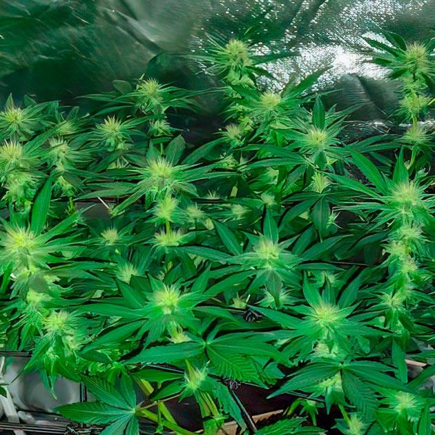 Запах фруктов и лимона Куст Keepers OG Autoflower на фазе цветения