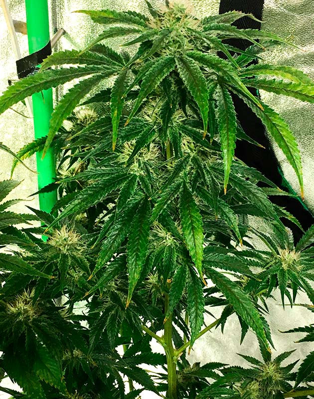 Замена Big Bud на Overdrive Середина фазы цветения