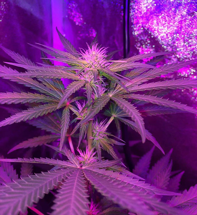 Euforia X и высокая температура: испытание Высокая температура: испытание для растений