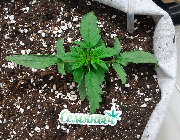 Заправка листьев под веточки Рост и развитие Bruce Banner Auto