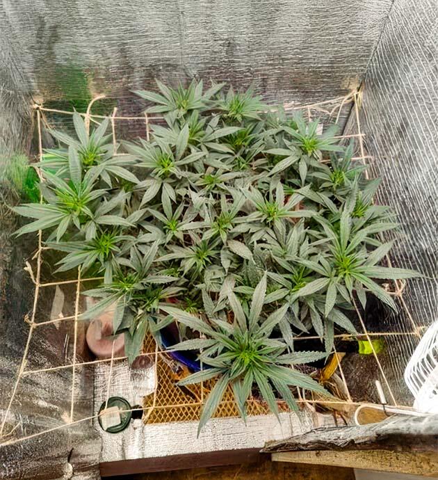 Смена режима освещения Куст Astral от сидбанка Семяныч на 11 неделе развития