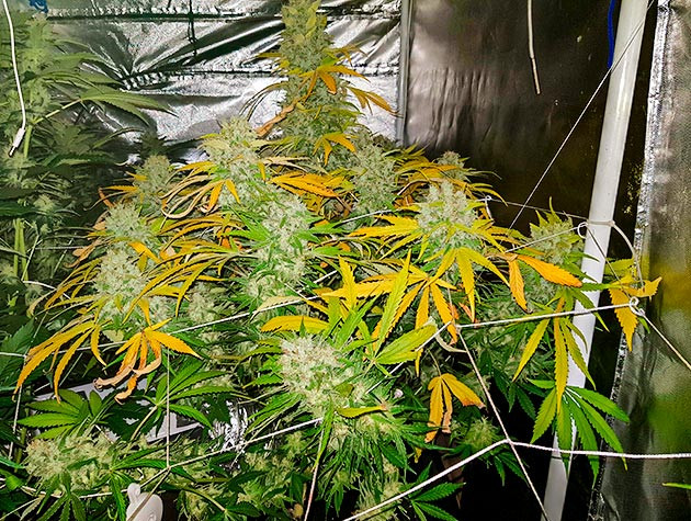 Сбор урожая с кустов Shiskaberry Сбор урожая Shiskaberry