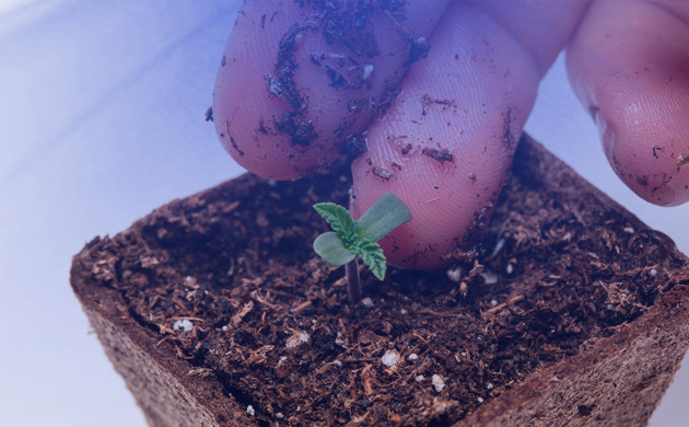 Стадия рассады конопли Росток конопли