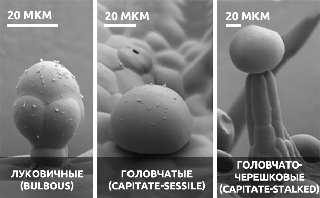 Железистый тип трихом конопли Железистые трихомы каннабиса