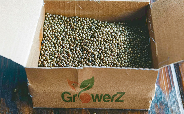 GroverZ: Доставка семян конопли по России без лишних данных на упаковке GroverZ: Доставка семян конопли по России