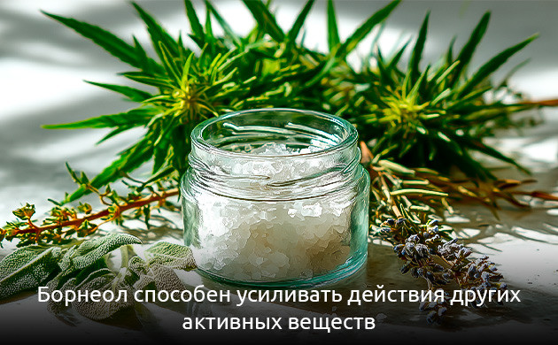 Борнеол в конопле: взаимодействие с другими терпенами Борнеол в каннабисе и его эффект
