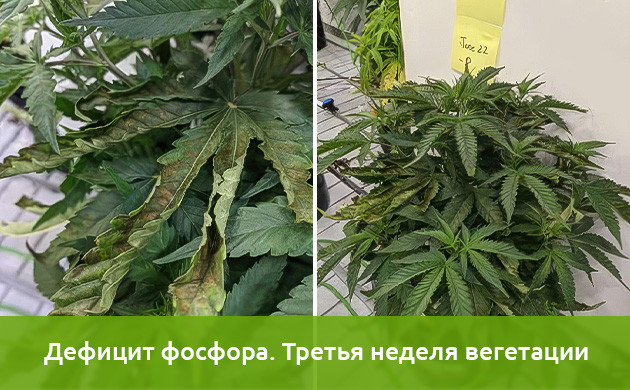 Эксперимент на дефицит фосфора Исследования недостатка фосфора в конопле