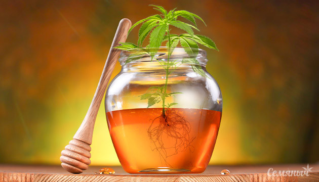 Мед для клонов конопли