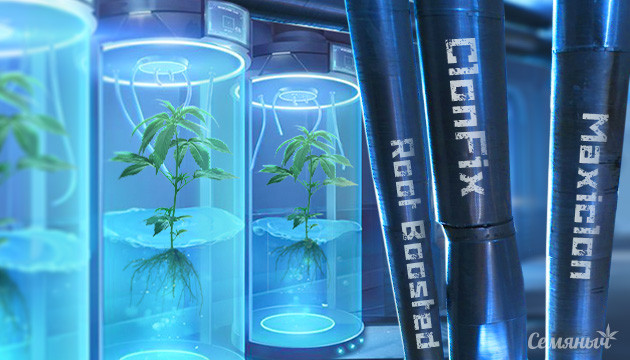 Клонирование конопли Как клонировать марихуану