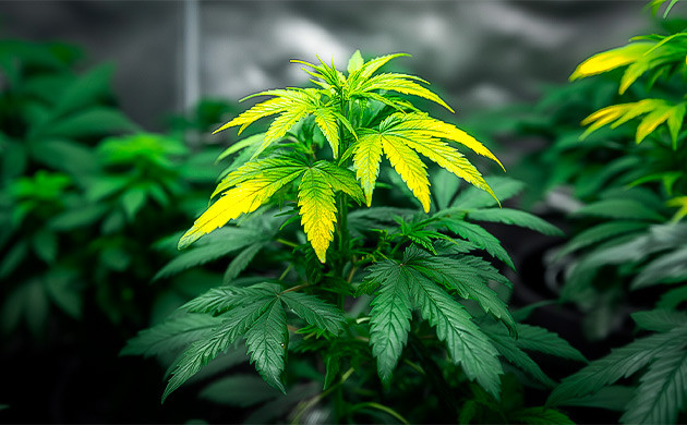 Как отличить световой ожог марихуаны Световой ожог