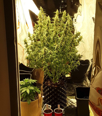 Созревший куст на 10 неделе выращивания Куст в последнюю неделю выращивания