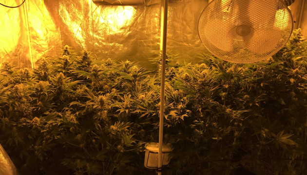 6 неделя цветения Кусты сорта LSD в гроубоксе