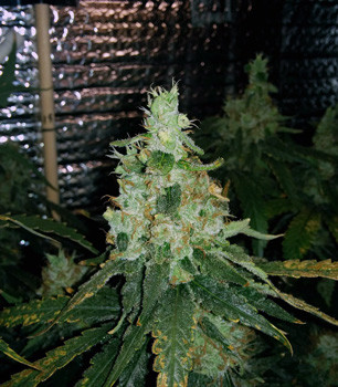 Шишка на 17 неделе выращивания Кола Fruit Punch