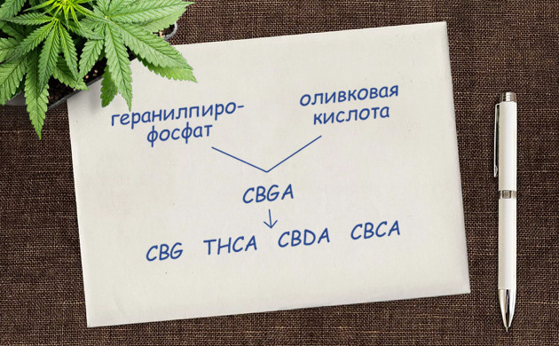 Процесс синтезирования ТГК Каннабигероловая кислота