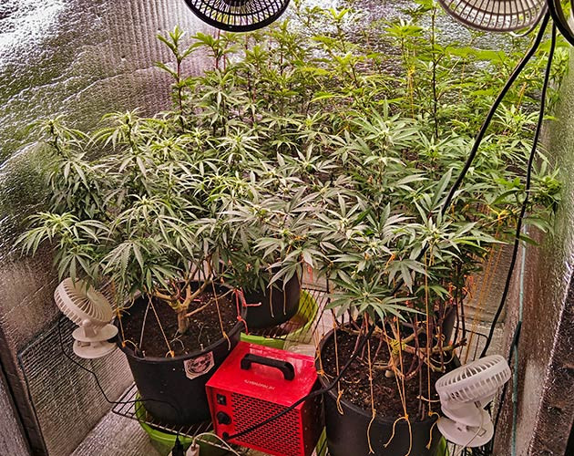 7 неделя роста конопли Активный рост марихуаны