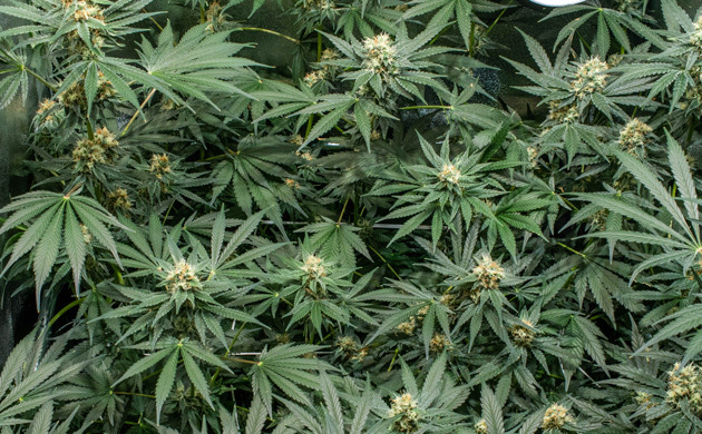 Использование минеральных удобрений Mineral Magic Бошки каннабиса