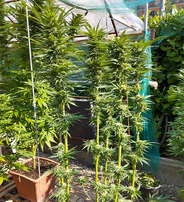 Гусеницы и дефолиация Runtz Fast Flowering Подготовка к урожаю Runtz Fast Flowering