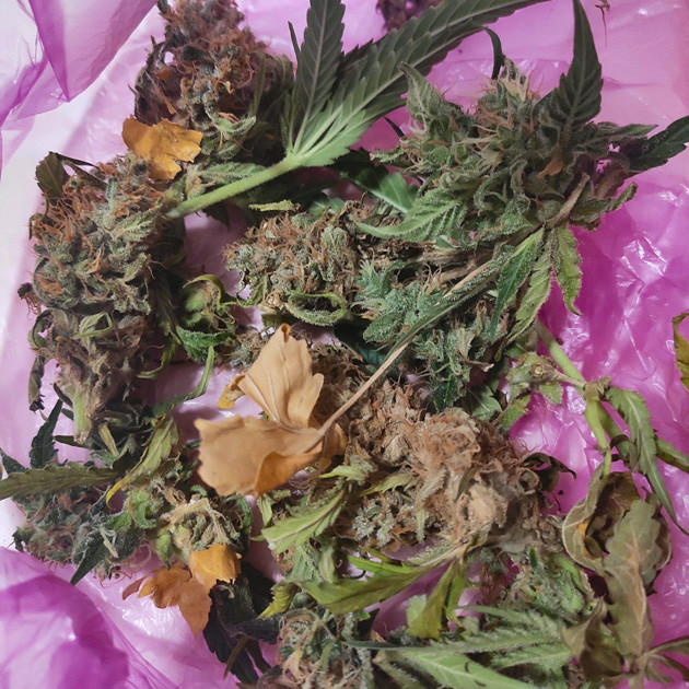 Проблемы с плесенью Заплесневелые соцветия и листья