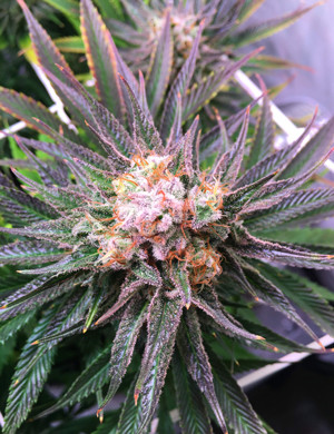 11 неделя выращивания Фиолетовое соцветие Glookies