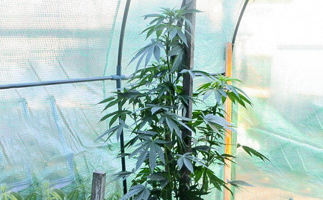 Пересадка куста в теплицу Куст каннабиса в теплице