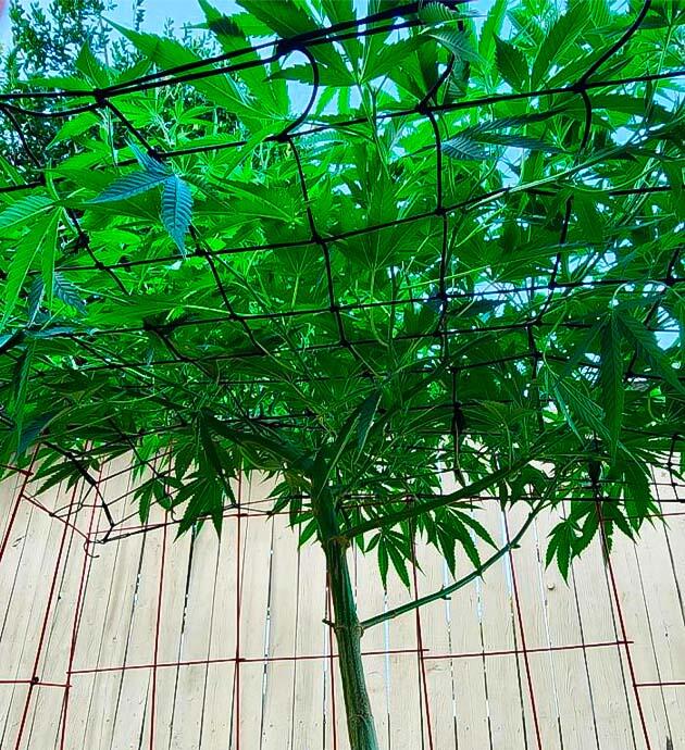 Контроль вредителей и поддержка влажности грунта Метод ScrOG