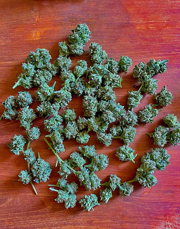 Сбор урожая и впечатления от грова Харвест