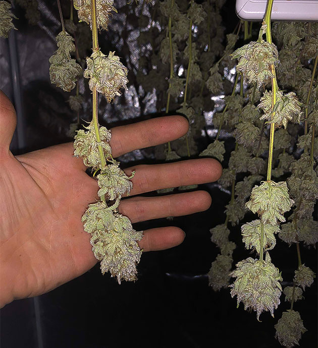 Сбор урожая Blueberry Muffin Blueberry Muffin: итоги грова