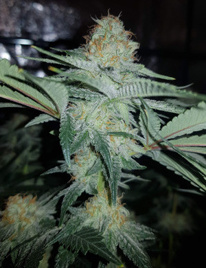 Шишка Pineapple Chunk Соцветие конопли