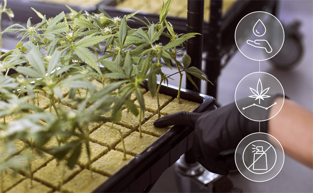 Преимущества гидропонного способа выращивания марихуаны Субстраты для гидропонного метода выращивания конопли