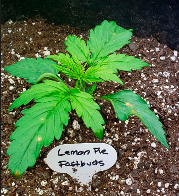 Формирование второго этажа листьев на второй неделе Коричневые пятна на листьях конопли