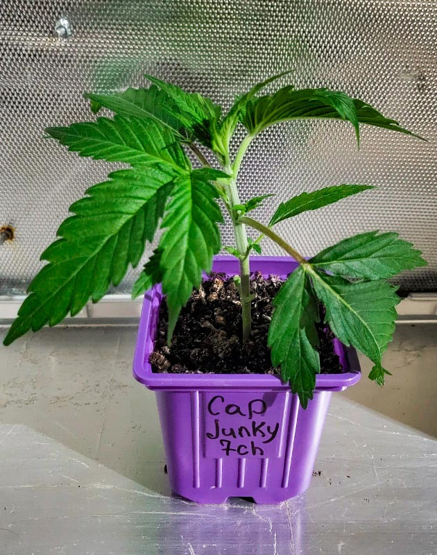 Вегетация конопли Сорт Cap Junky на 1 первой неделе роста