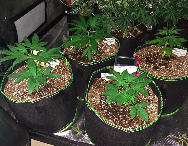 Wedding Gelato дневник по выращиванию Гроурепорт сорта Wedding Gelato