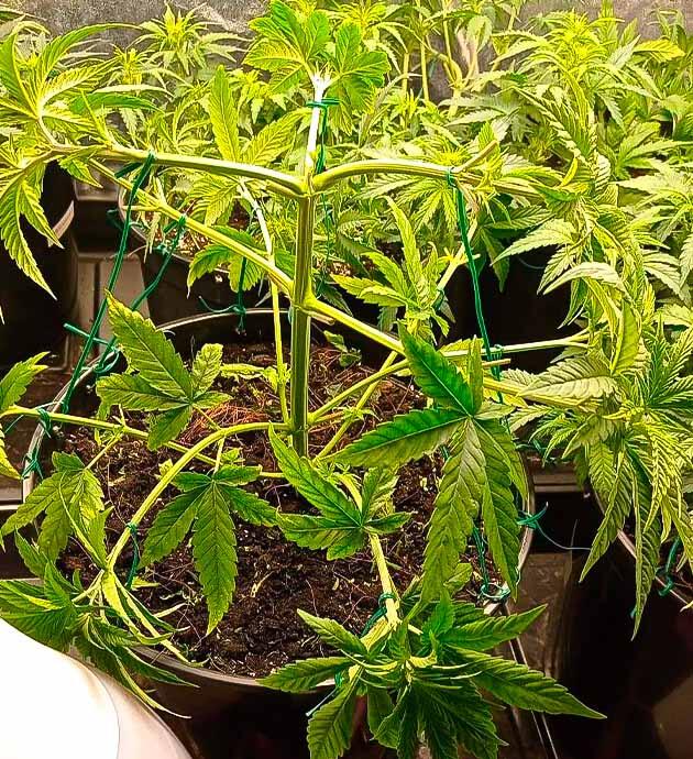 Проведение тренировок конопли Куст Jealousy Kush от Seedkeepers на 3 неделе