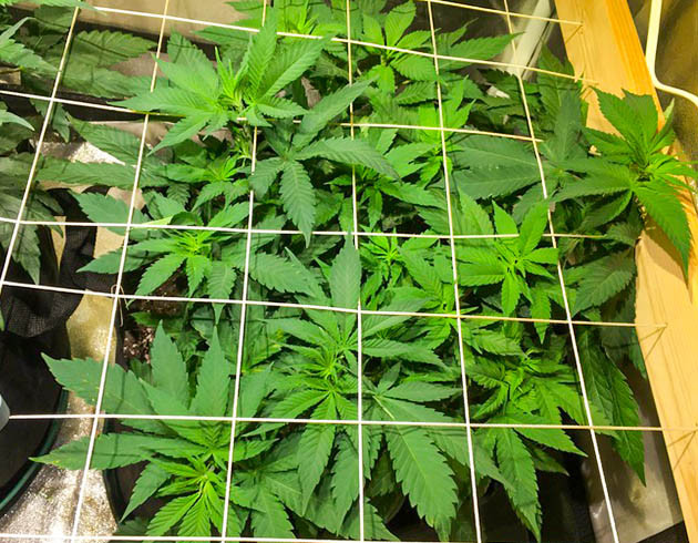 Установка сетки ScrOG Сетка скрог натянутая над кустом