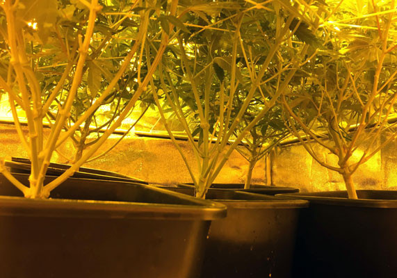 Обрезка нижних листьев Обрезка ветвей марихуаны