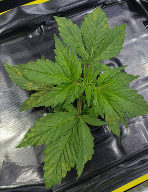 Желтые пятна на листьях Третья неделя выращивания