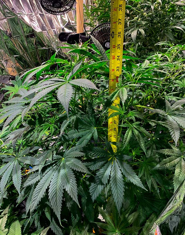 Переход на режим освещения 12/12 для стимулирования цветения Верхушки конопли начали вытягиваться на 8 неделе выращивания