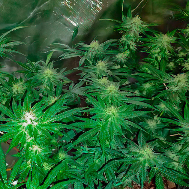 Развитие соцветий и полив марихуаны Куст Keepers OG Autoflower от Seedkeepers на 9 неделе